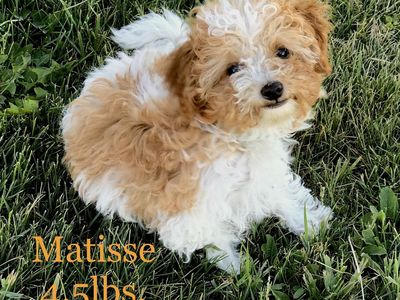 4lb Micro Goldendoodle Stud
