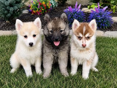 MUST SALE! Beautiful Pomsky puppies!