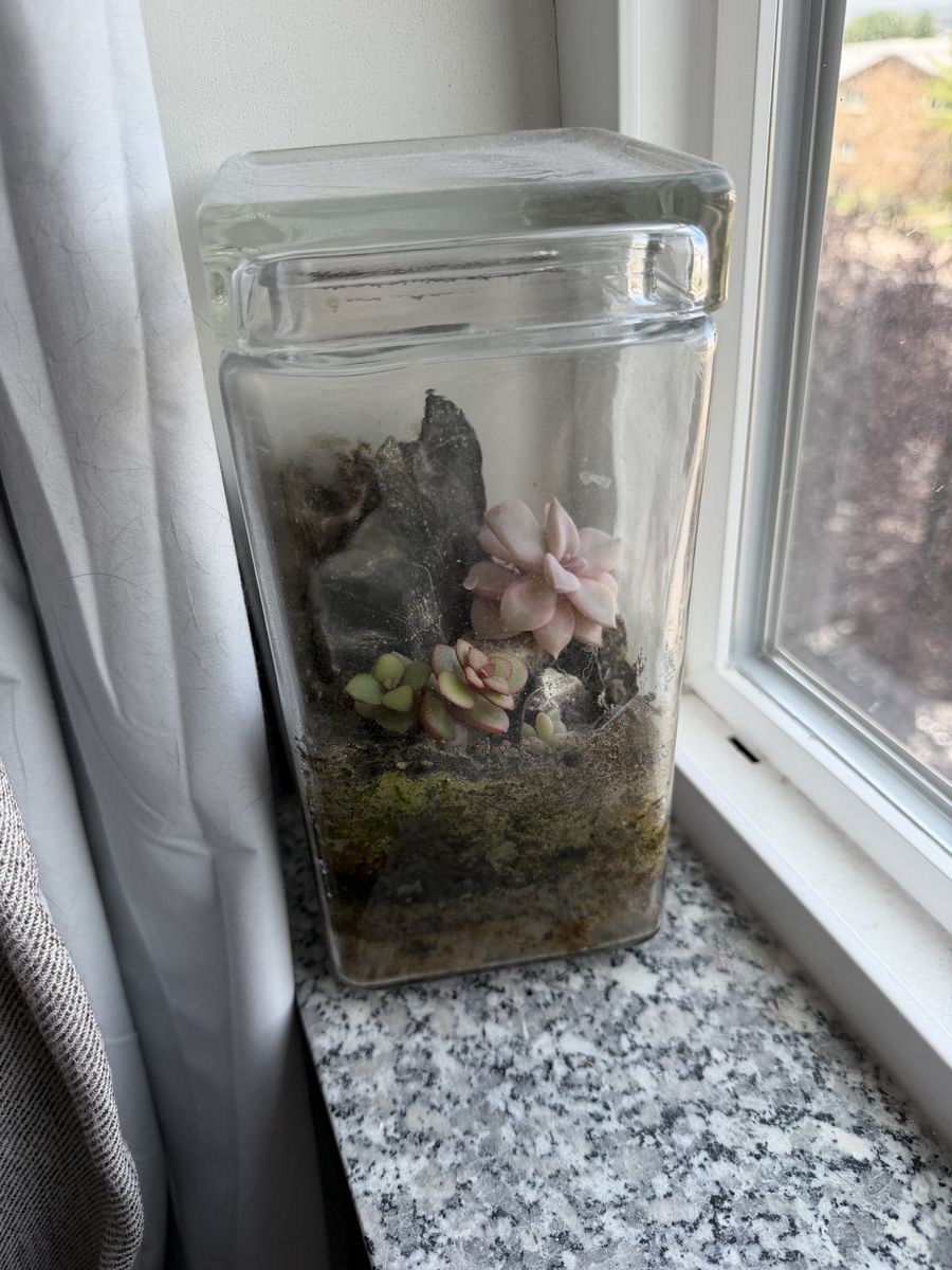 Glass Terrarium with Living Succulents - Reworkable