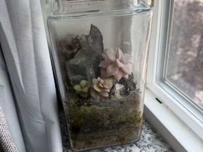 Glass Terrarium with Living Succulents - Reworkable