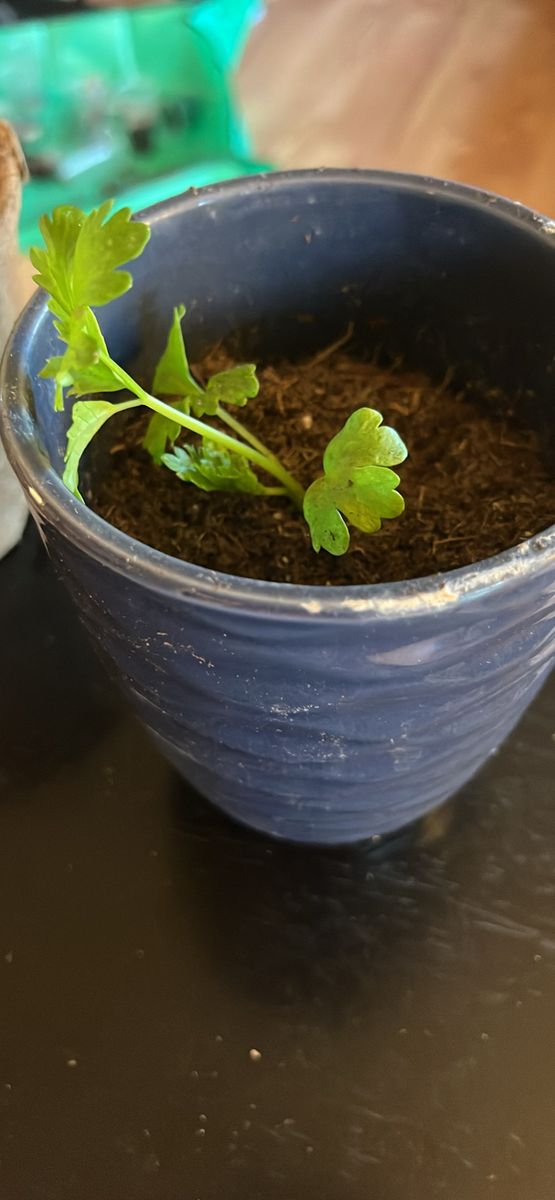 Celery