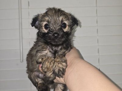 terrier shih tzu shorkie