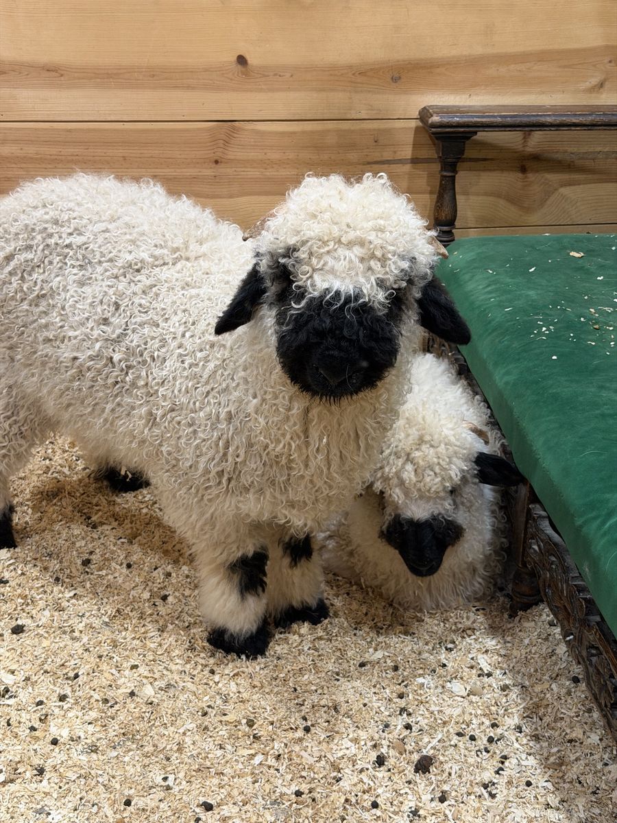 Valais Blacknose sheep - pair