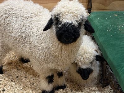 Valais Blacknose sheep - pair