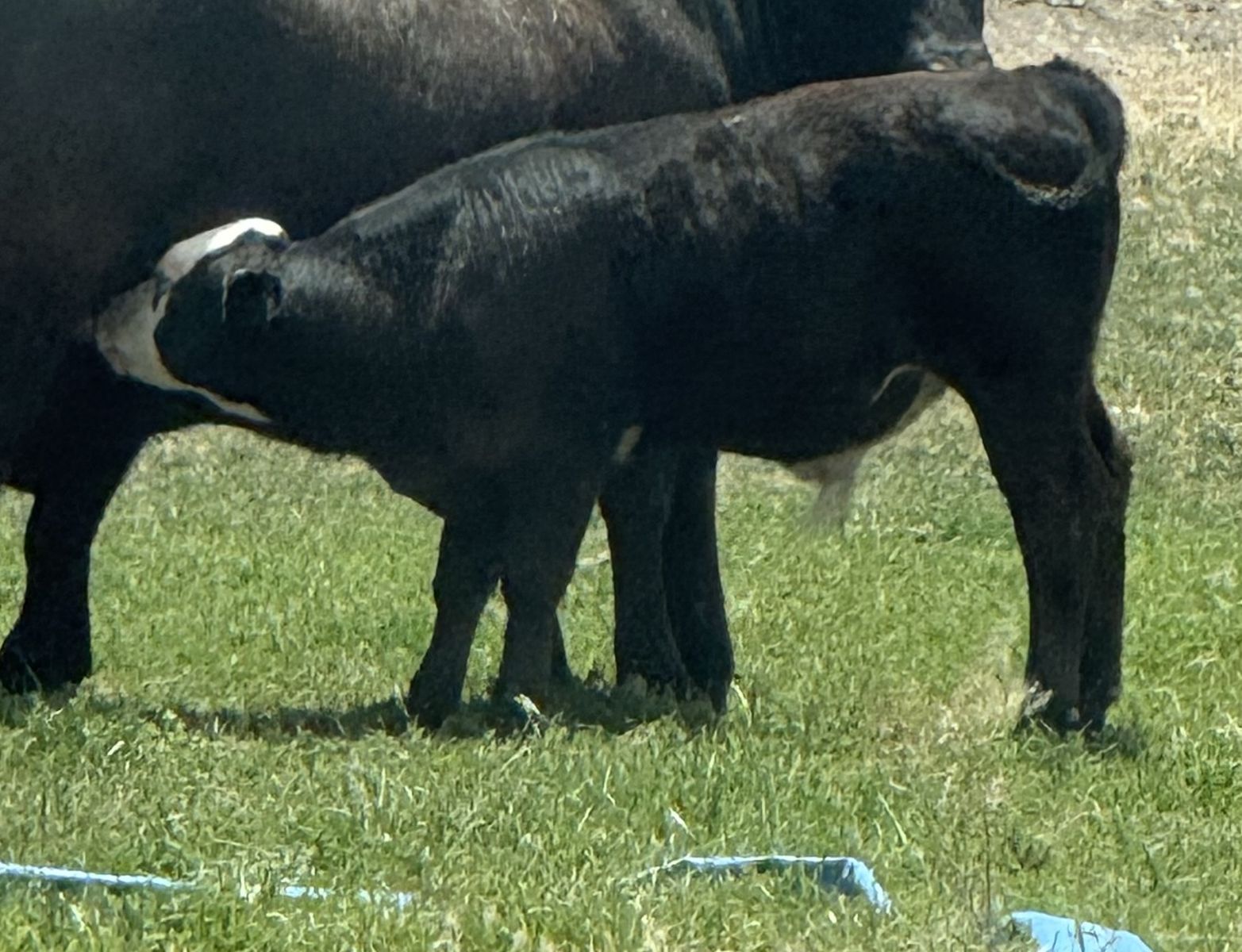 Angus/Hereford Bull