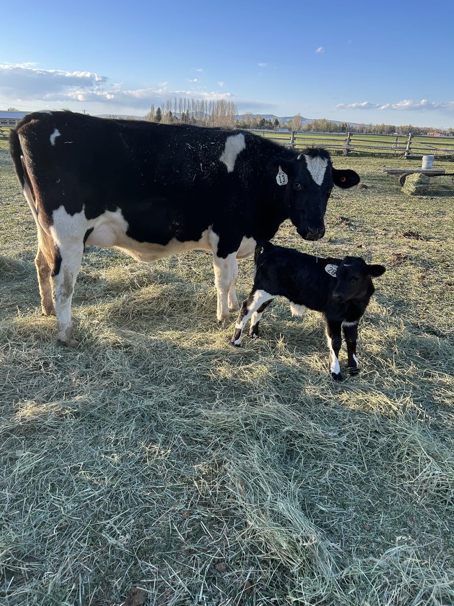 Holstein Heifers / Calves