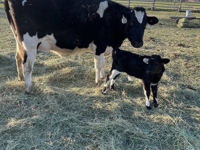 Holstein Heifers / Calves