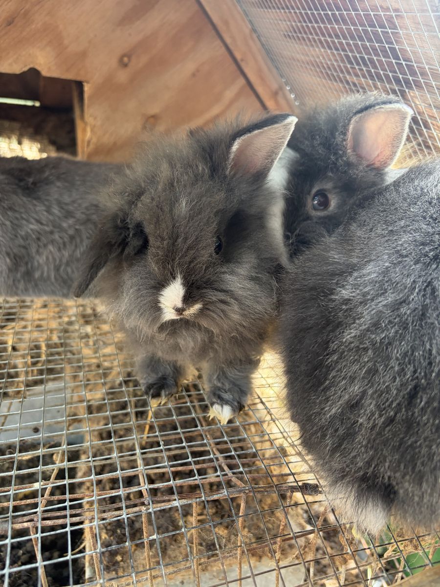 Lionhead mix bunnies