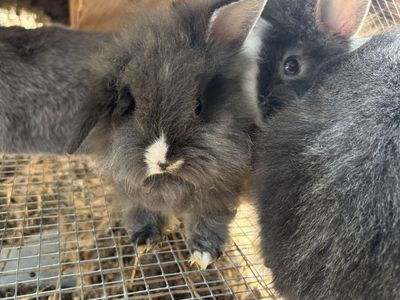 Lionhead mix bunnies