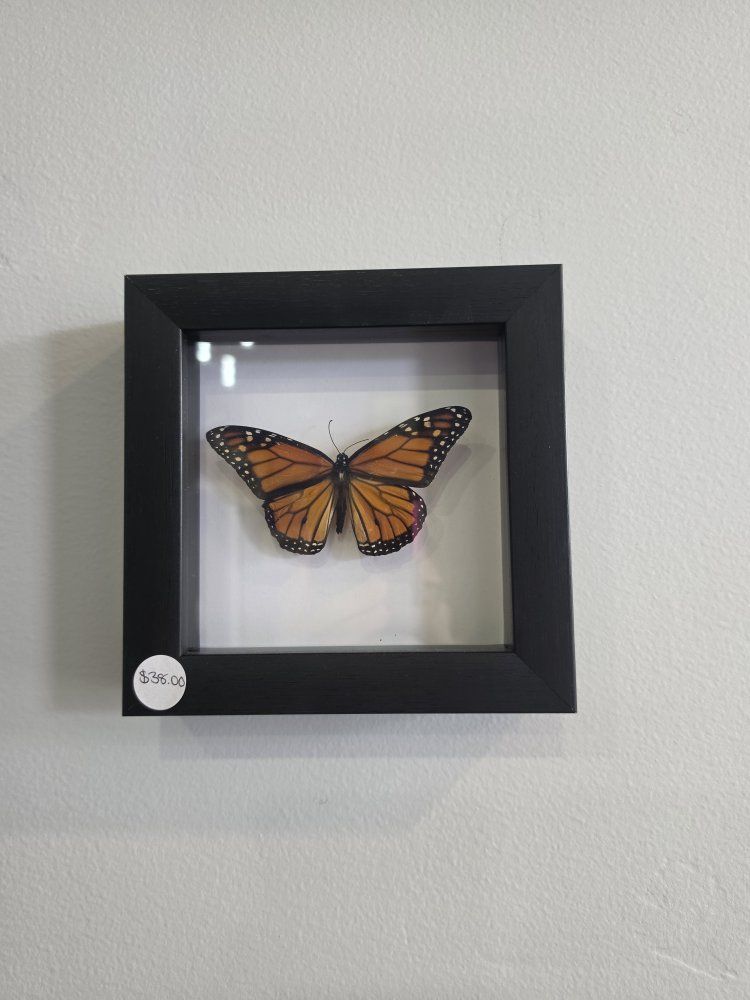Framed Monarch Butterfly - Ethically Sourced 