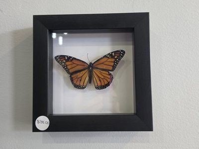 Framed Monarch Butterfly - Ethically Sourced
