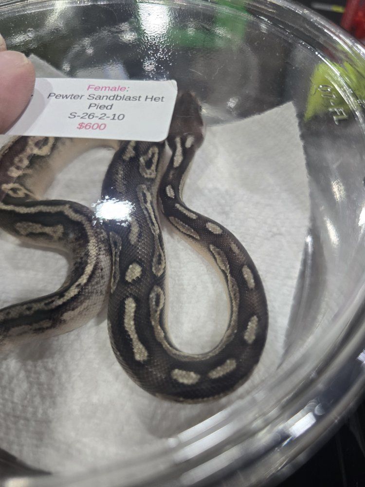 Female Pewter Sandblast Het Pied Ball Python Snake