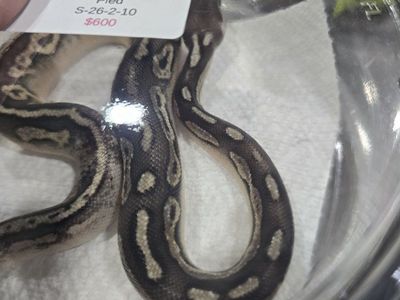 Female Pewter Sandblast Het Pied Ball Python Snake