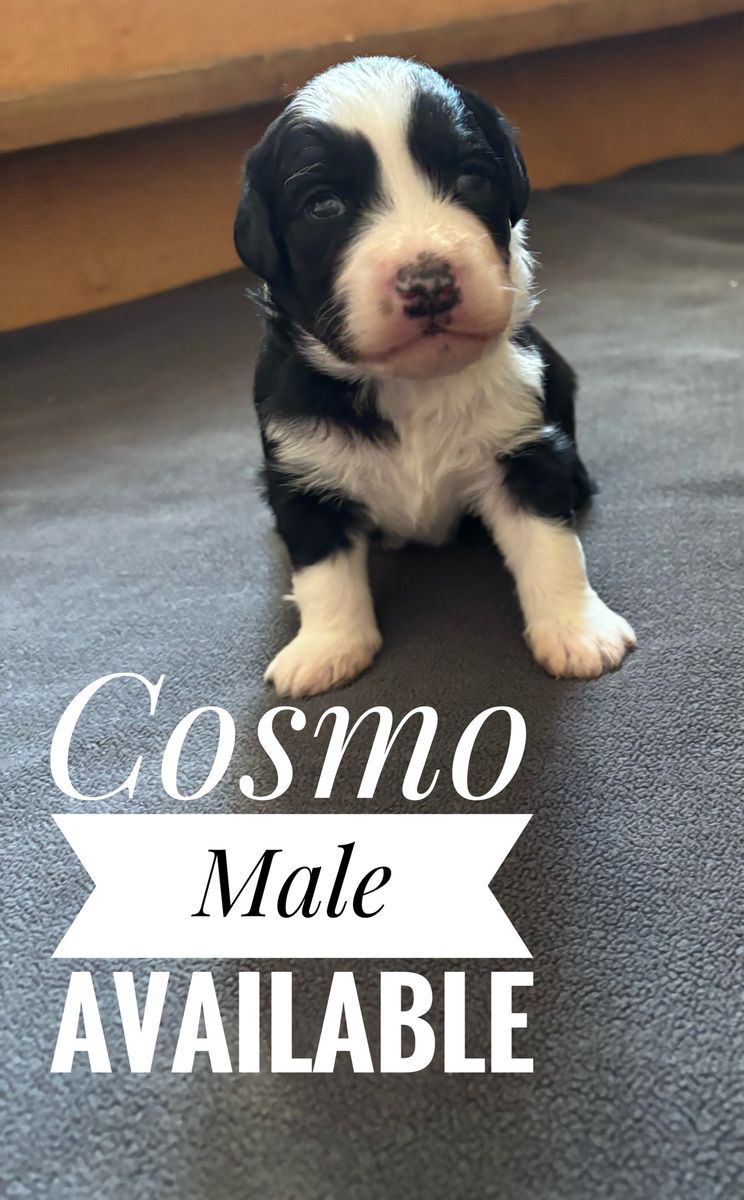 Aussiedoodle puppy available August 6th