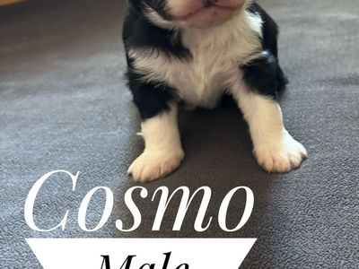 Aussiedoodle puppy available August 6th