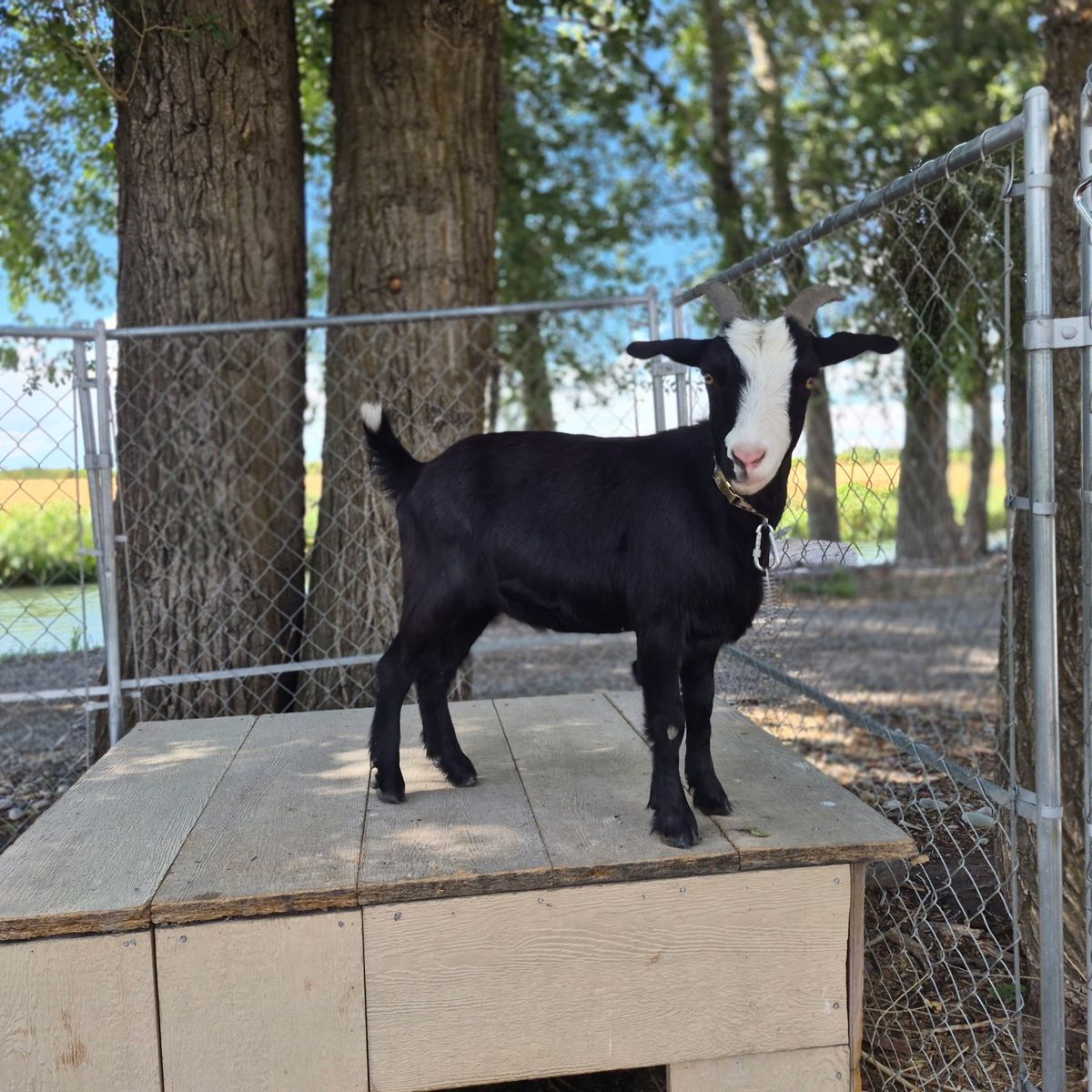 Black male fainting goat 