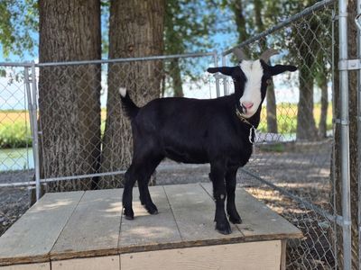 Black male fainting goat