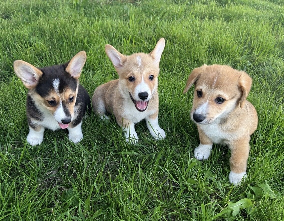 AKC Pembroke Welsh Corgis
