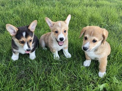 AKC Pembroke Welsh Corgis