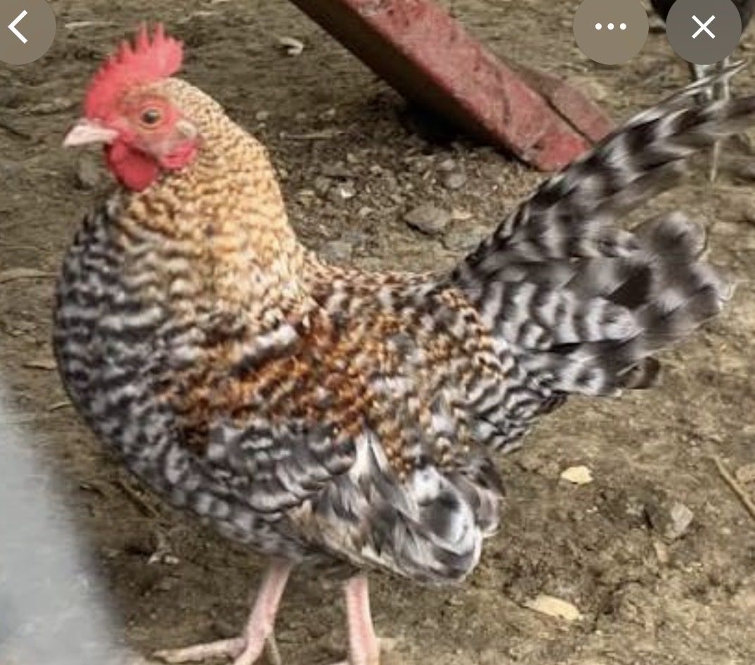 Old English roosters