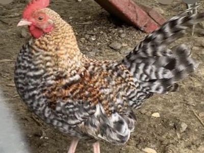 Old English roosters