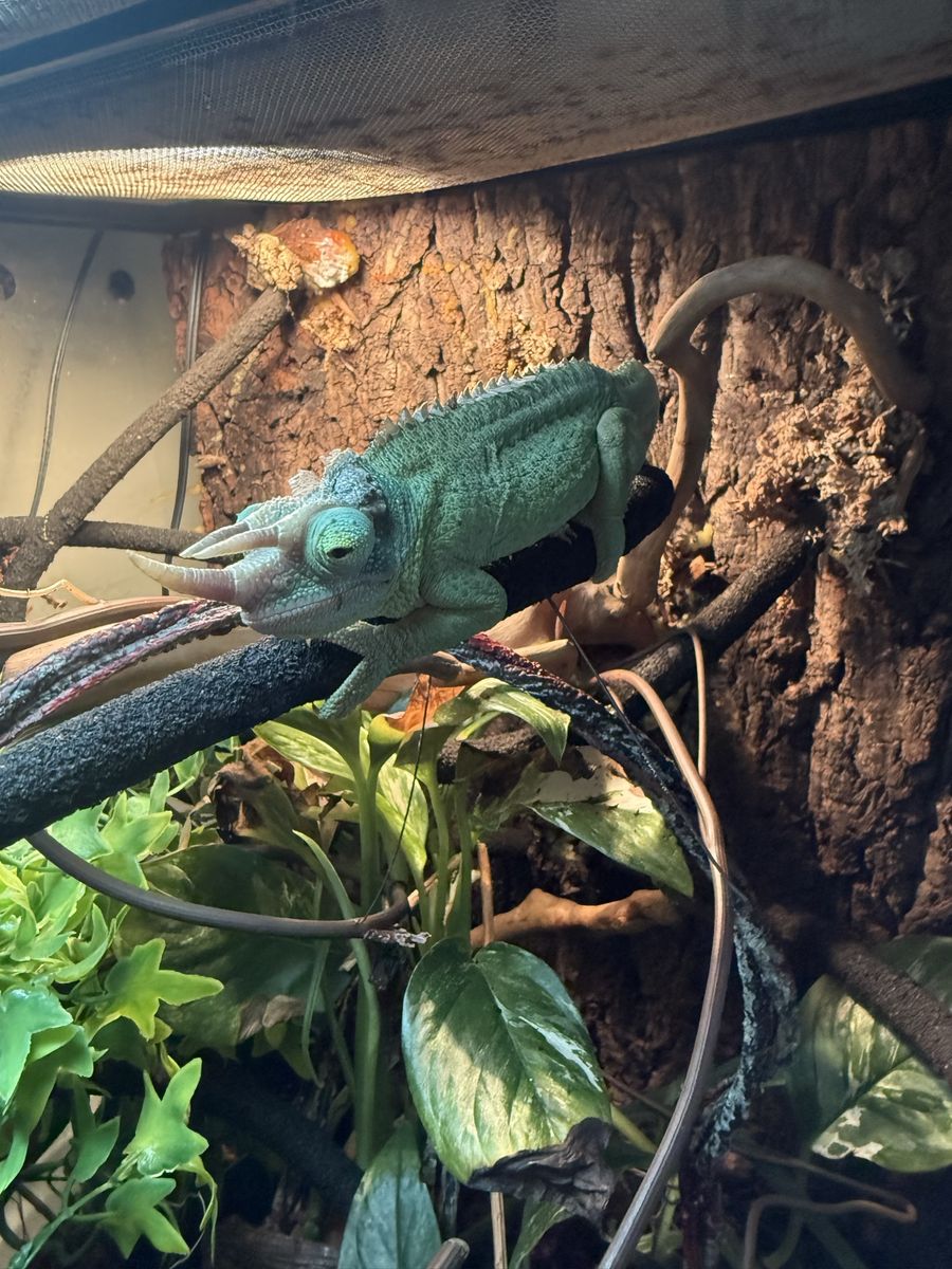 Exo Terra Glass Terrarium with Jackson Chameleon, Accessories, & Plants -