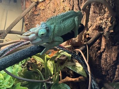 Exo Terra Glass Terrarium with Jackson Chameleon, Accessories, & Plants -