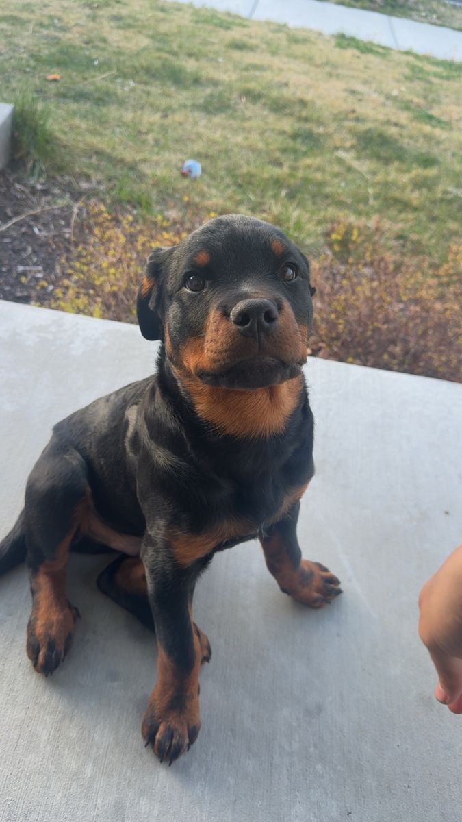 AKC Rottweiler