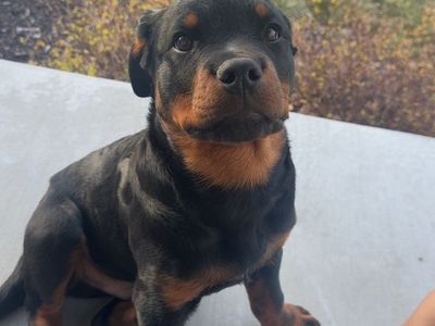 AKC Rottweiler