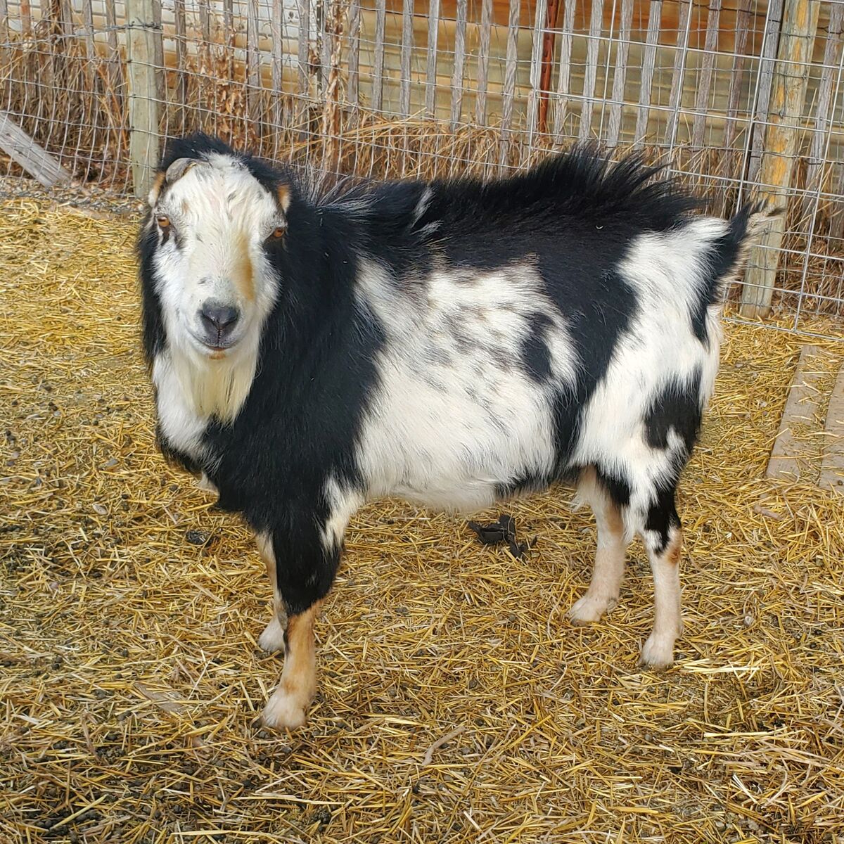 Registered Mini Lamancha Buck