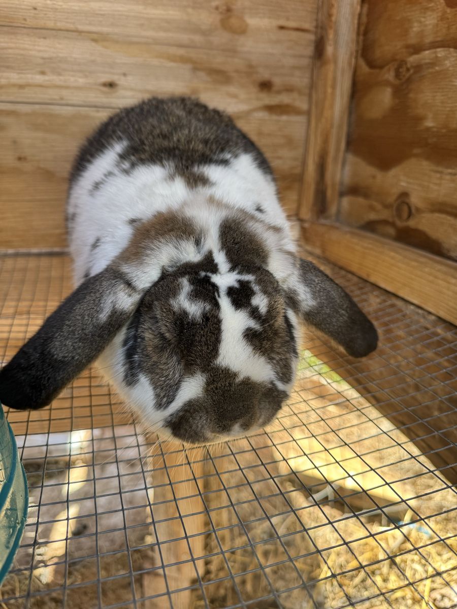 Holland Lop Buck