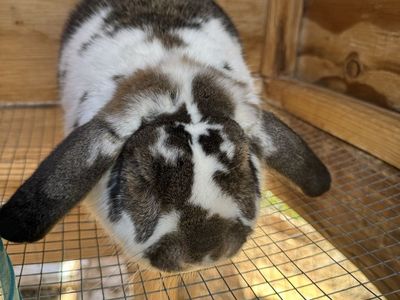 Holland Lop Buck
