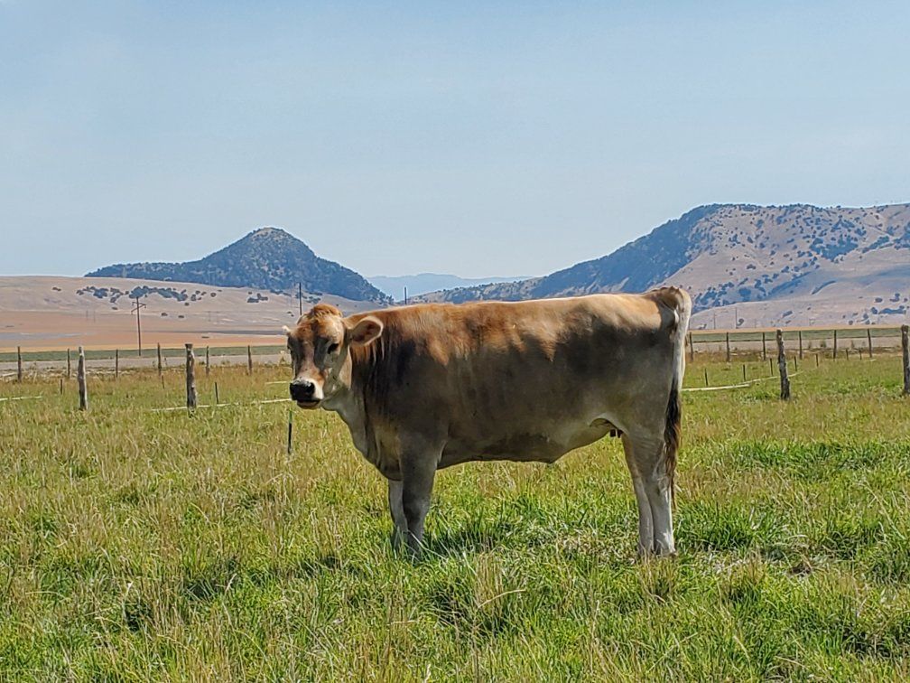 Brown Swiss Milking Cow