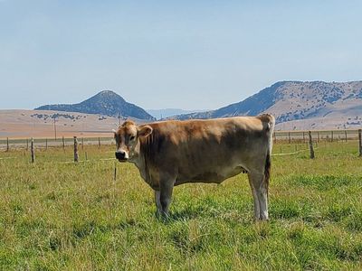 Brown Swiss Milking Cow