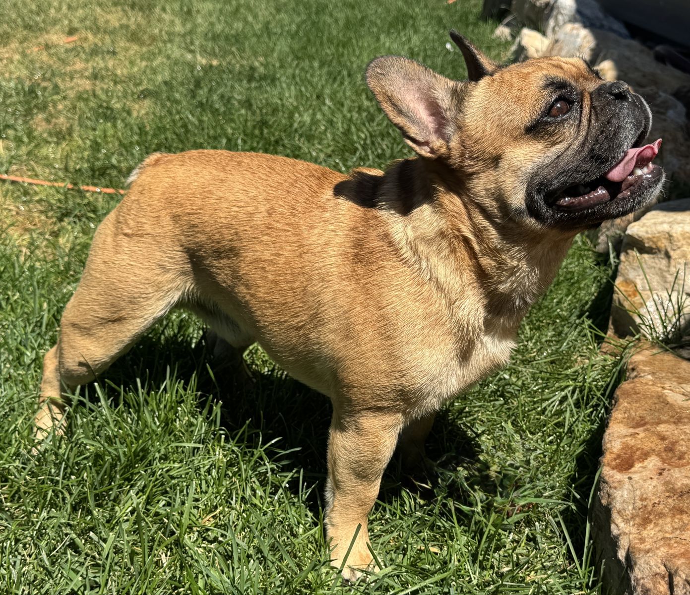 AKC French Bulldog Male – Bear (INTACT) Fluffy carrier 