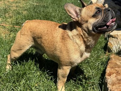 AKC French Bulldog Male – Bear (INTACT) Fluffy carrier