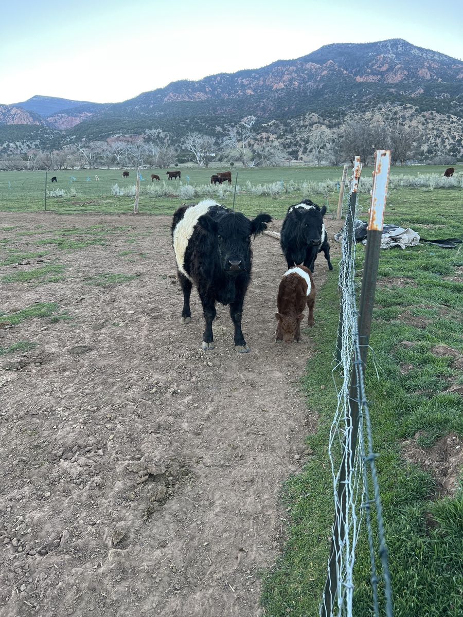 Belted Gallaway Pair Available