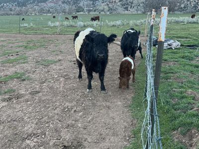 Belted Gallaway Pair Available