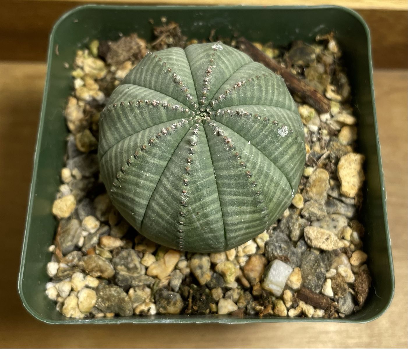 Main image 6