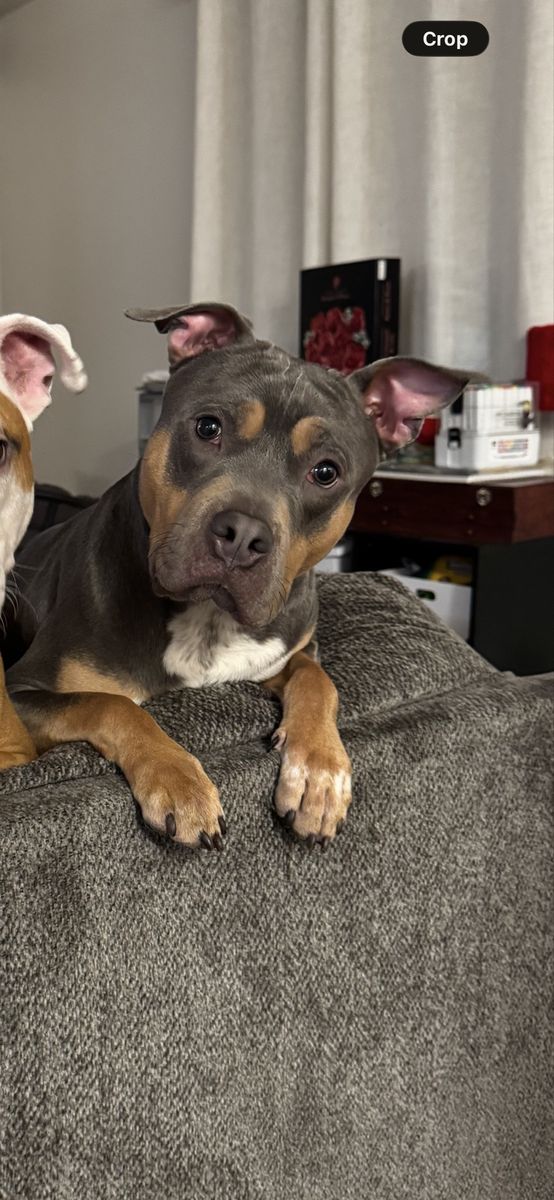 Pit Bull Dog