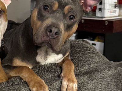 Pit Bull Dog