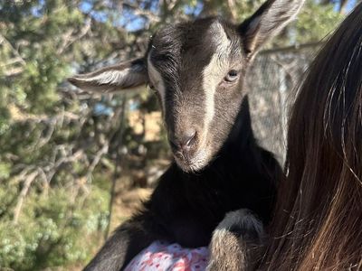 Free goat kids