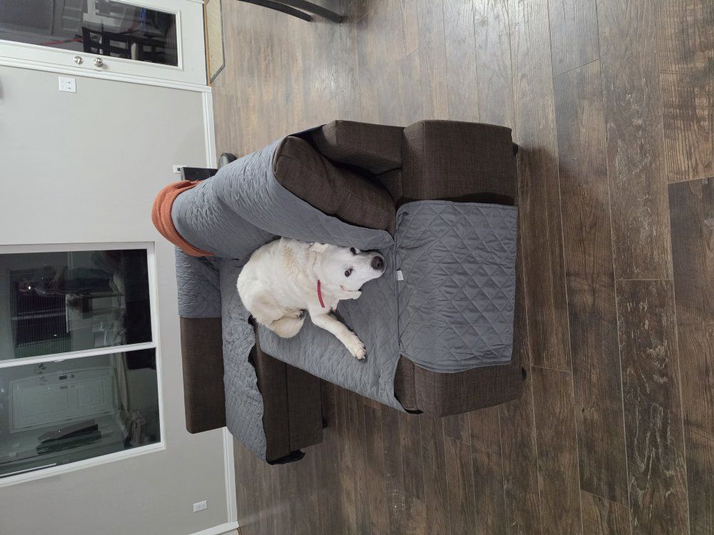 10 year old Great Pyrenees/Lab mix