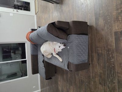 10 year old Great Pyrenees/Lab mix