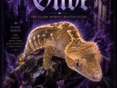 Female juvenile crested gecko