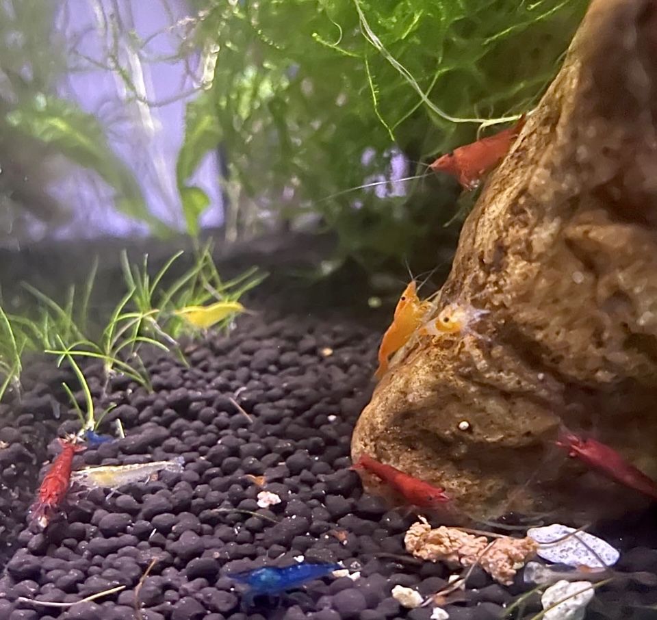 Beautiful Neocaridinia Shrimp