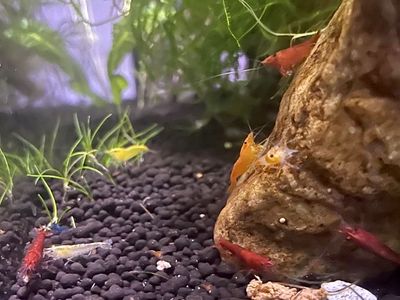 Beautiful Neocaridinia Shrimp