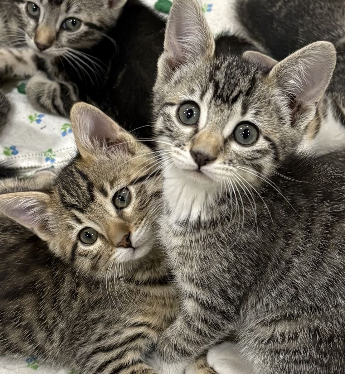 Bengal Mix Kittens