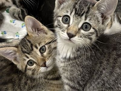 Bengal Mix Kittens