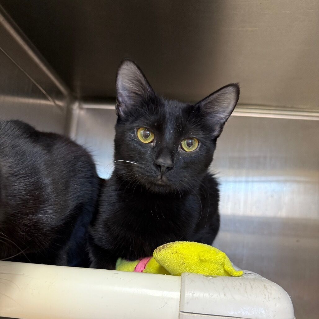 Domestic Medium Hair